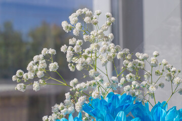 Blue chrysanthemum and gypsophila or panicled baby's-breath flowers