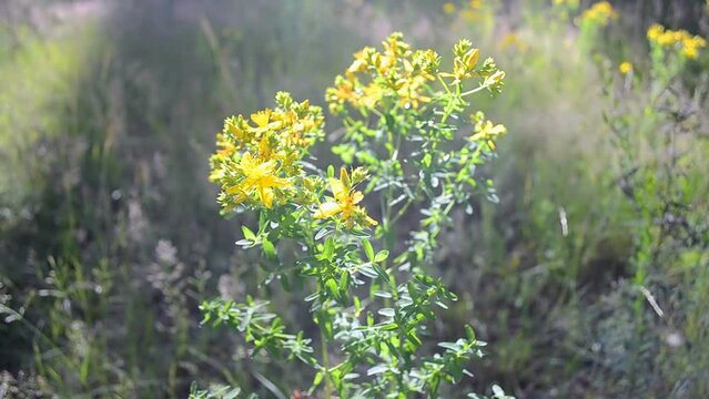 Saint John's wort (hypericum perforatum) aka tutsan aka goatweed closeup in windy day, alternative medicine, yellow medicinal plant, summer environment diversity