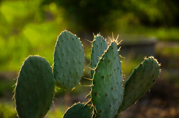 Opuntia microdasys close up 