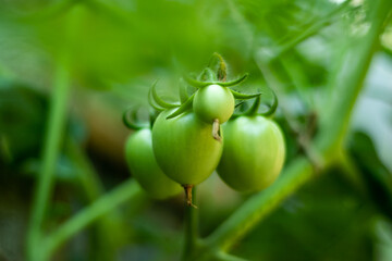 Tomatoes have carotenoids such as lutein and lycopene