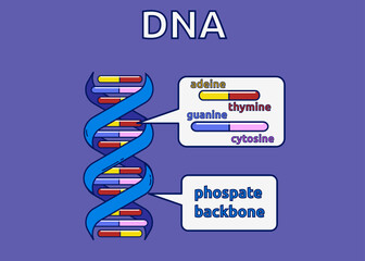 vector illustration of structure DNA molecule