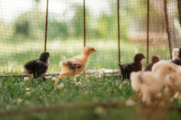 little chickens behind a net are walking outside on a sunny summer day