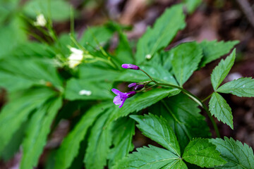 Cardamine pentaphyllos flower growing in meadow, close up	
