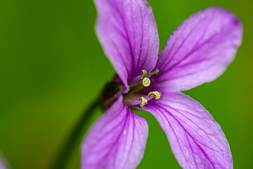 Cardamine pentaphyllos flower growing in meadow, close up	