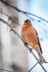 Common chaffinch, Fringilla coelebs, sits on a tree. Common chaffinch in wildlife.