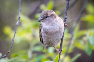 Sparrow sitting on a green branch in spring. Sparrow with playful poise on branch in spring or summer