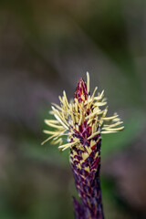 Carex caryophyllea flower growing in meadow, close up