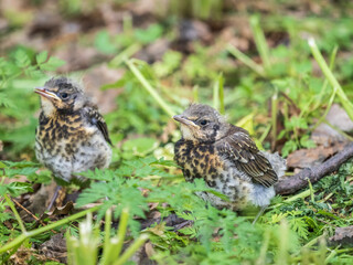 Two fieldfare chicks, Turdus pilaris, have left the nest and are sitting on the spring lawn....
