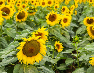 Obraz premium Yellow sunflower in an abundance plantation field in summer