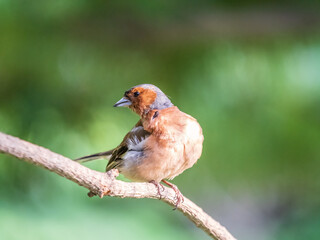 Common chaffinch, Fringilla coelebs, sits on a branch in spring on green background. Common chaffinch in wildlife.