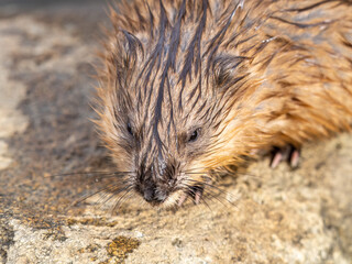 Portrait of a muskrat, ondatra zibethicus, rodent found in wetlands