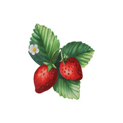 Red strawberry isolated illustration