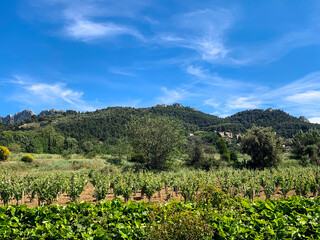Fototapeta na wymiar French country vineyard