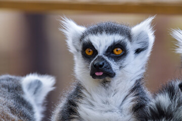 Ring Tailed Lemur Hilarious Facial Expression And Pose - 527503627
