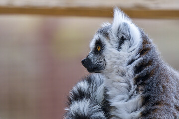 Ring Tailed Lemur Hilarious Facial Expression And Pose