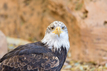 The Bald Eagle (Haliaeetus leucocephalus) portrait - 527503635