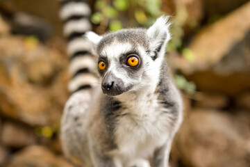 Ring Tailed Lemur Hilarious Facial Expression And Pose - 527503638