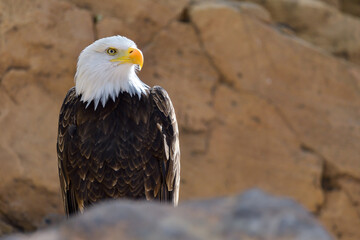 The Bald Eagle (Haliaeetus leucocephalus) portrait - 527503642