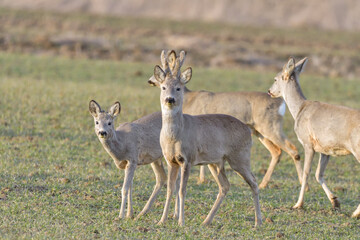 Roe deer couple standing close together on green field in sunny summer nature - 527503643