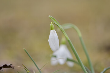 Snowdrop or common snowdrop (Galanthus nivalis) flowers - 527503644