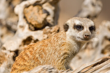 Meerkat looks at the camera. The meerkat stands on its hind legs. The meerkat sitting. Cute animal in nature. Small animal in the wild nature. Small mammal suricate suricata - 527503646