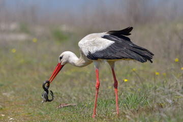 White stork, Ciconia ciconia is eating a grass snake on flower meadow - 527503648