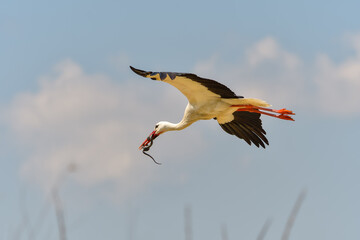 White stork, Ciconia ciconia is eating a grass snake on flower meadow