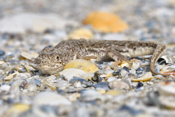 Steppe Racer Lizard (Eremias arguta) on the sand - Black Sea shore - 527503653
