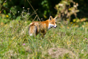 Naklejka na ściany i meble A magnificent wild Red Fox (Vulpes vulpes) hunting for food to eat in the long grass.