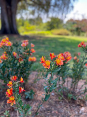 Obraz premium Peruvian lily close up 