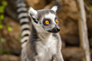 Ring Tailed Lemur Hilarious Facial Expression And Pose - 527504469