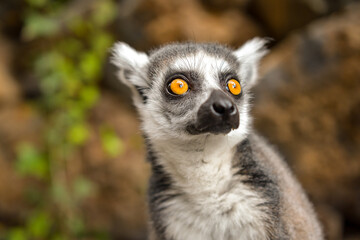 Ring Tailed Lemur Hilarious Facial Expression And Pose