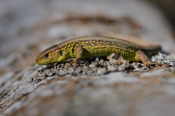 Sand Lizard (Lacerta agilis), male, sun-basking on a rock in the morning - 527504477