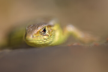 Sand Lizard (Lacerta agilis), male, sun-basking on a rock in the morning - 527504478