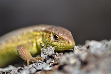 Sand Lizard (Lacerta agilis), male, sun-basking on a rock in the morning - 527504480