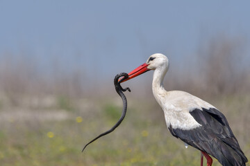White stork, Ciconia ciconia is eating a grass snake on flower meadow - 527504481