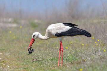 White stork, Ciconia ciconia is eating a grass snake on flower meadow - 527504483