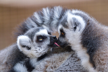Ring Tailed Lemur Hilarious Facial Expression And Pose - 527504485
