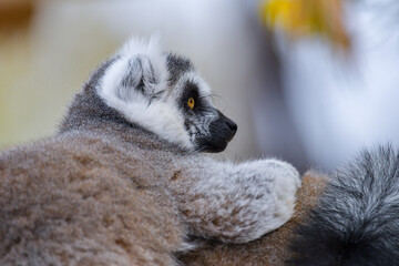Ring Tailed Lemur Hilarious Facial Expression And Pose - 527504487