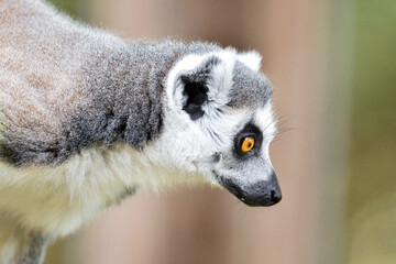 Ring Tailed Lemur Hilarious Facial Expression And Pose - 527504490