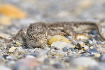 Steppe Racer Lizard (Eremias arguta) on the sand - Black Sea shore - 527504492