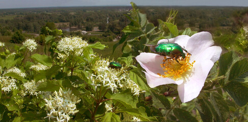 Rosehip and honeysuckle and a bronze beetle sitting on a flower. Landscape.