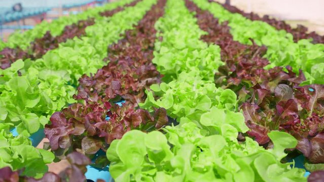 Green oak lettuce in modern organic vegetable farm,Red oak lettuce in hydroponic vegetable garden,Health care or diet food and eating concept,Smart farm agriculture, 
Slide and slow motion shot.