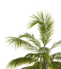 3D Green palm tree