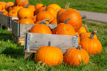 Self serving pumpkins for sale at the road side in Germany