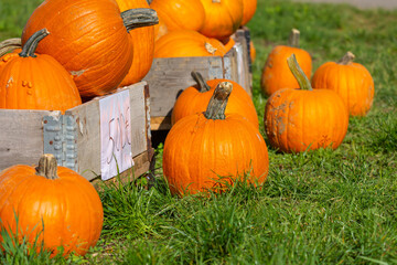 Self serving pumpkins for sale at the road side in Germany