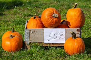 Self serving pumpkins for sale at the road side in Germany