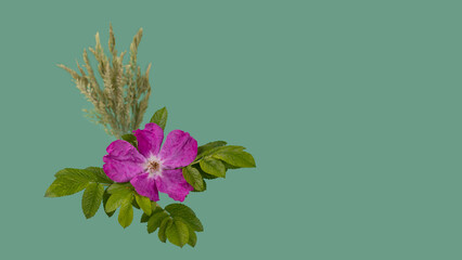 Wild rose is floral emblem of Alberta province. greeting card. Heritage Day in Alberta concept.