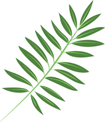 Velours gordijnen Monstera leaf isolated