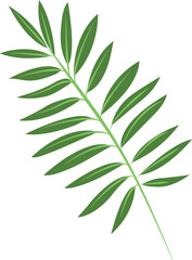 Fototapeta na wymiar green leaves isolated Transeparent